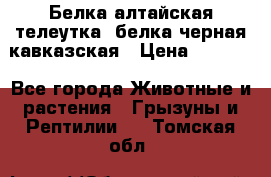 Белка алтайская телеутка, белка черная кавказская › Цена ­ 5 000 - Все города Животные и растения » Грызуны и Рептилии   . Томская обл.